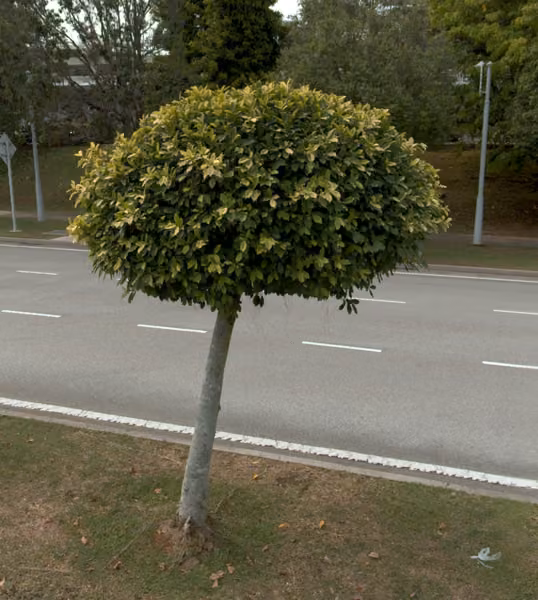 tree photo
