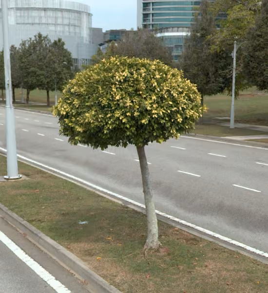 tree photo