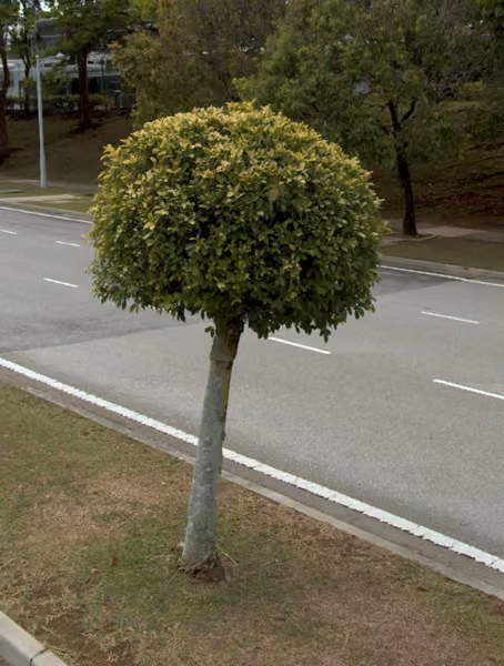 tree photo