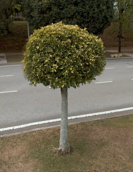 tree photo