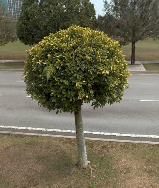 tree photo