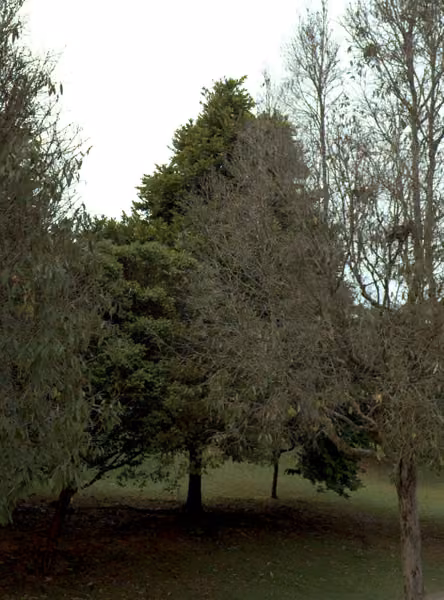 tree photo