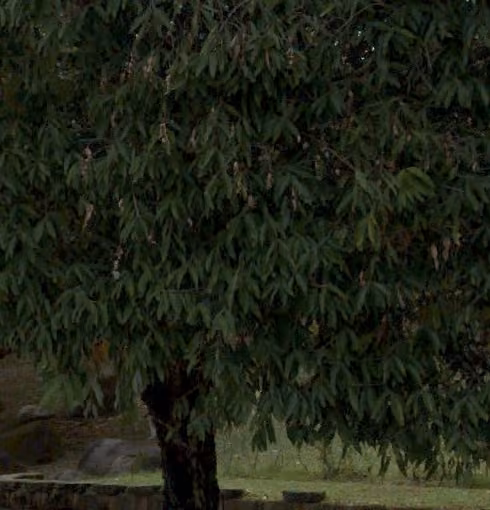 tree photo