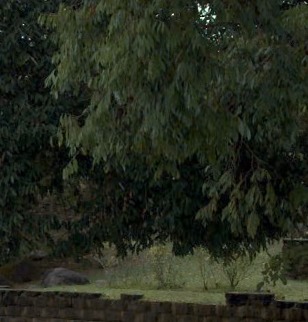 tree photo