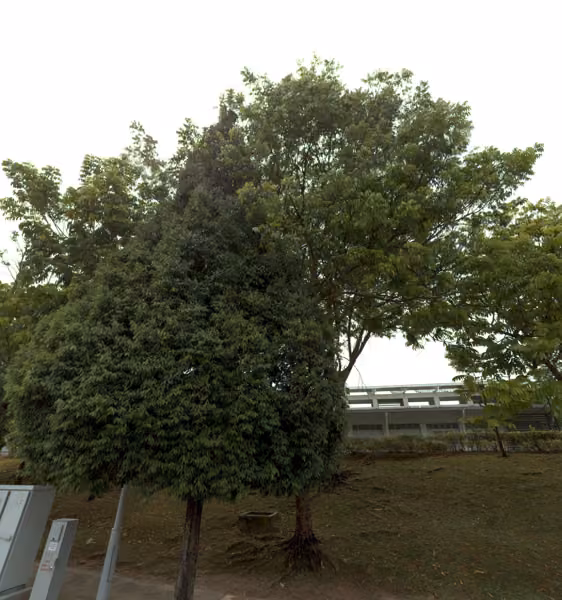 tree photo