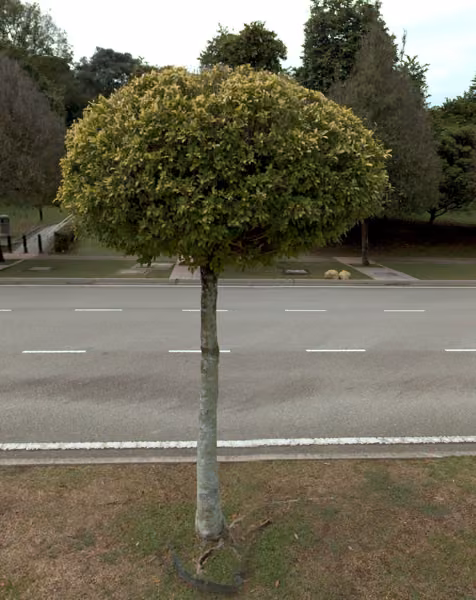 tree photo