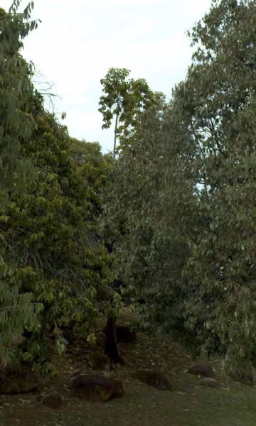 tree photo