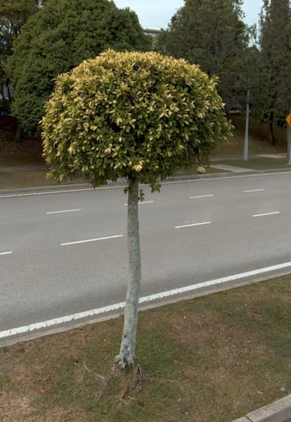 tree photo