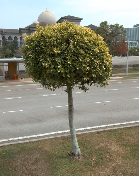 tree photo
