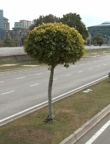 tree photo