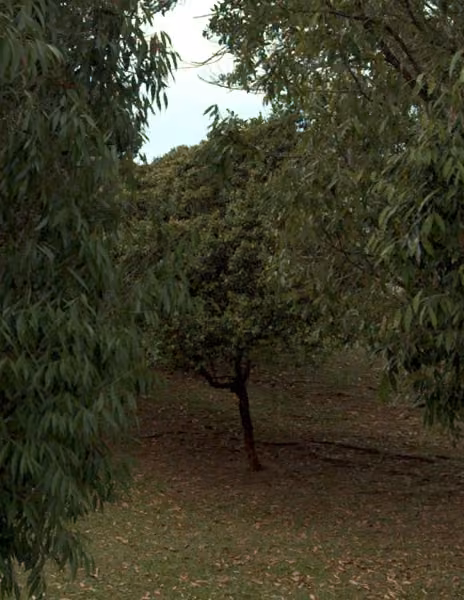 tree photo