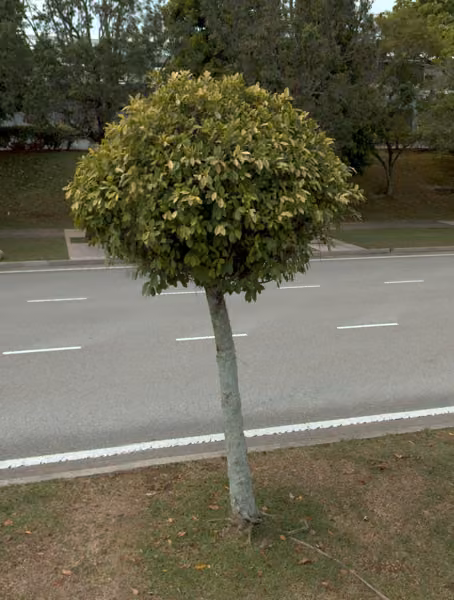 tree photo