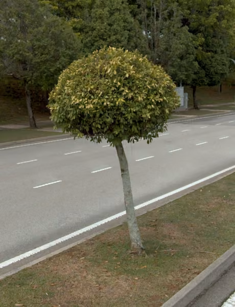 tree photo