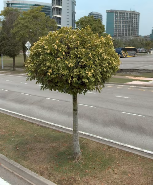 tree photo