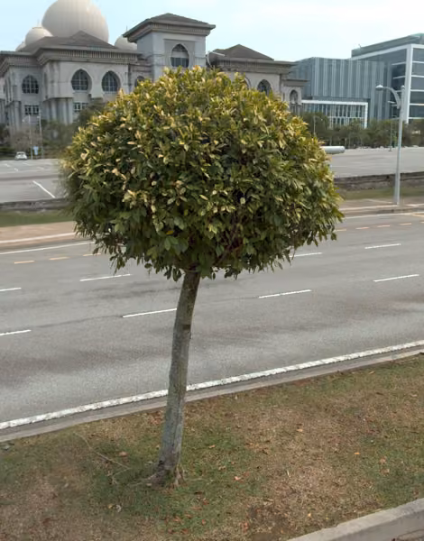 tree photo