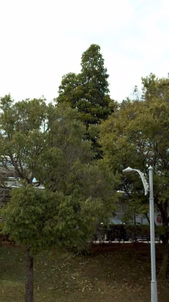 tree photo