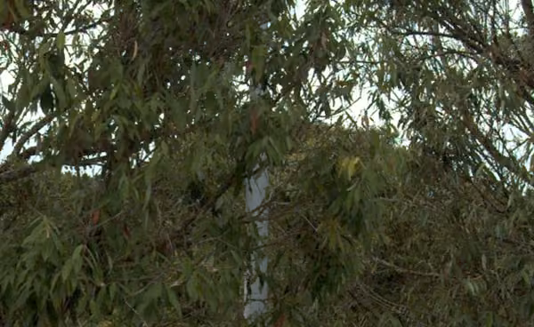 tree photo