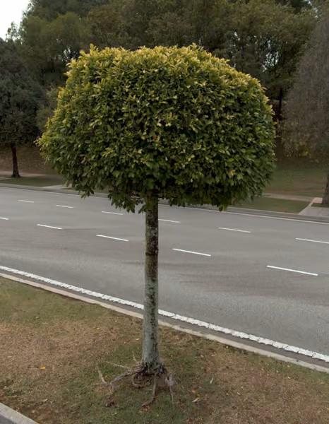 tree photo