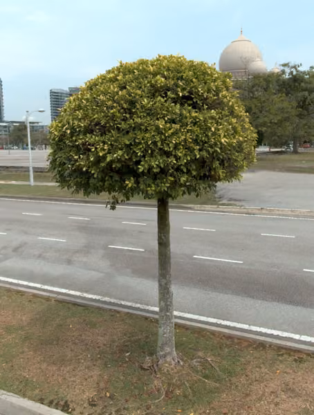 tree photo