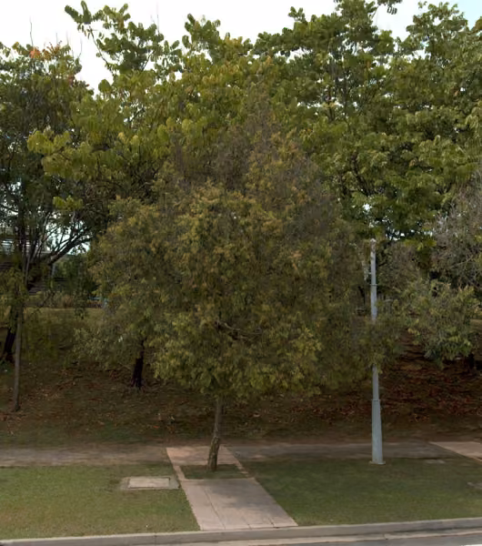 tree photo