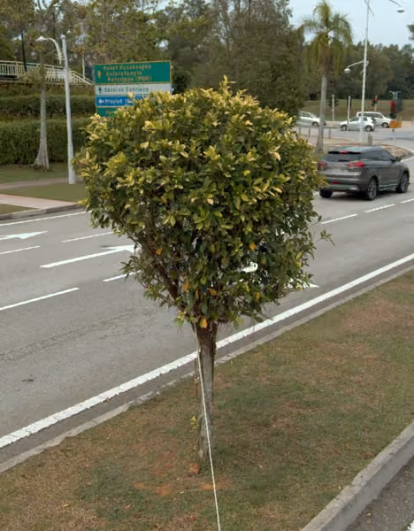 tree photo