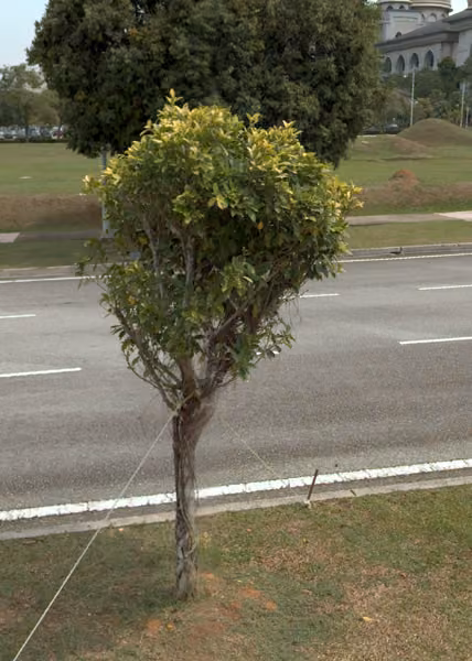 tree photo