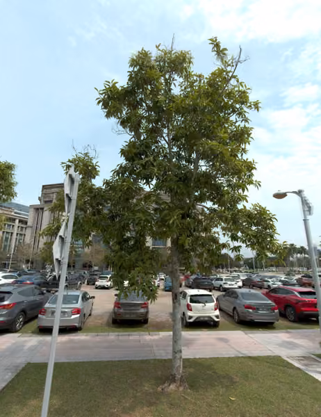tree photo