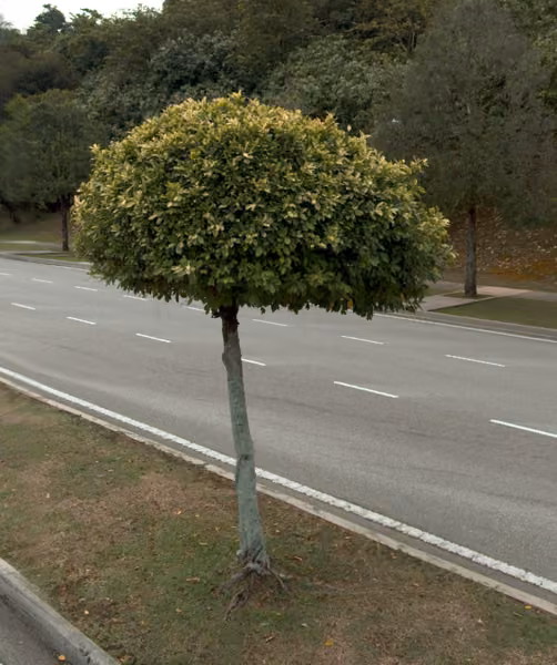 tree photo