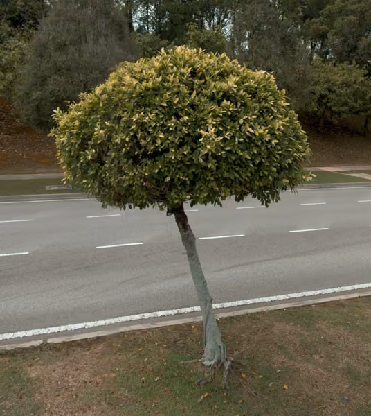 tree photo