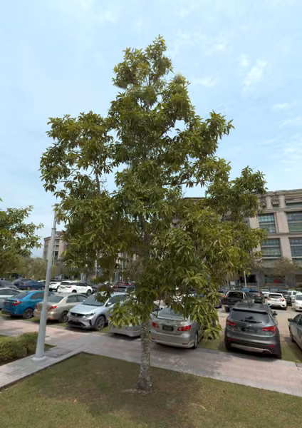 tree photo