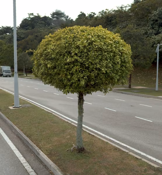 tree photo