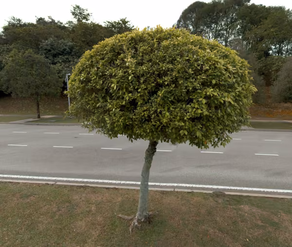 tree photo