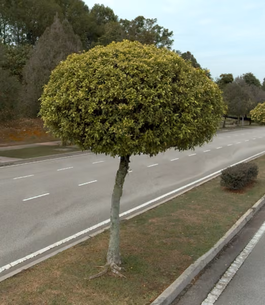 tree photo
