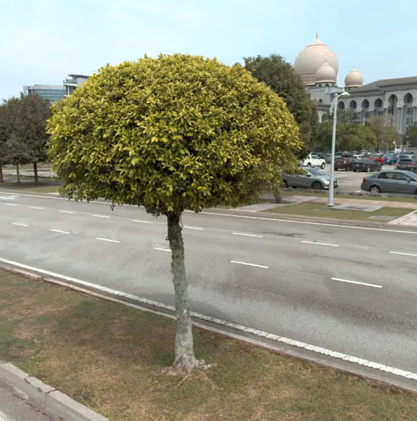 tree photo