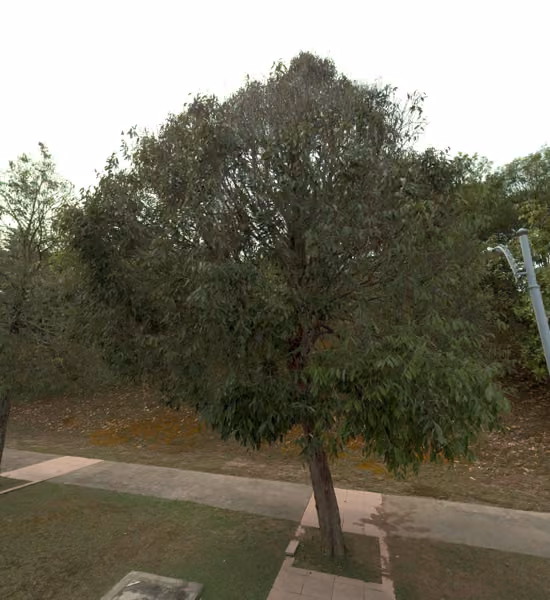 tree photo