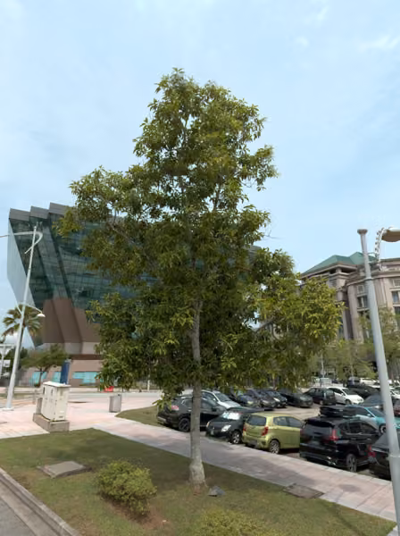 tree photo