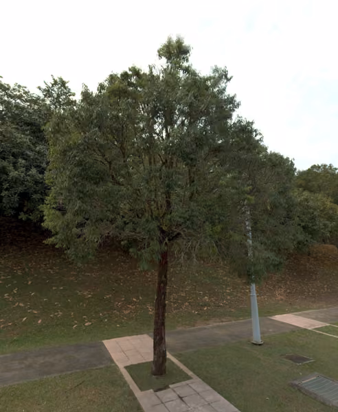 tree photo
