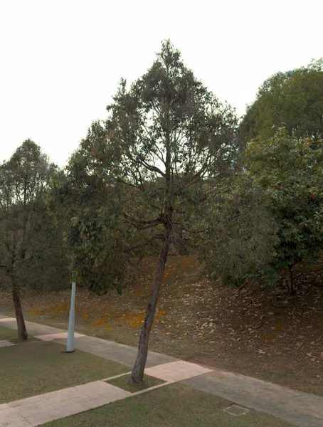 tree photo