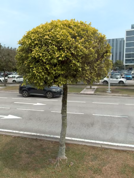 tree photo