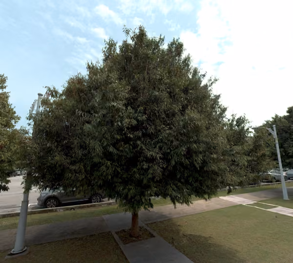 tree photo