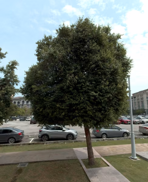 tree photo