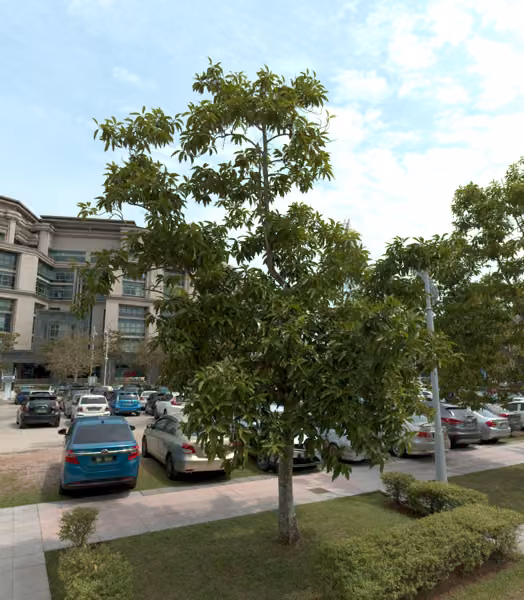 tree photo