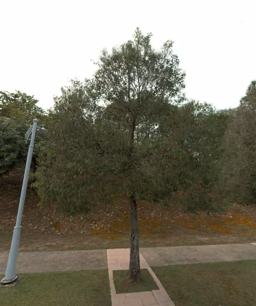 tree photo