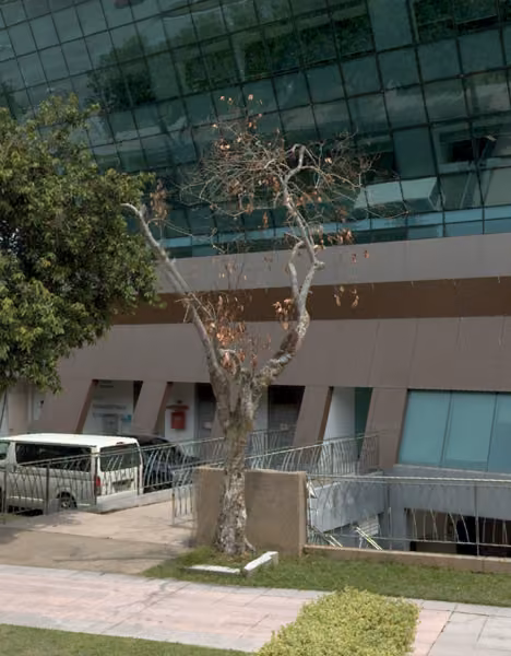 tree photo