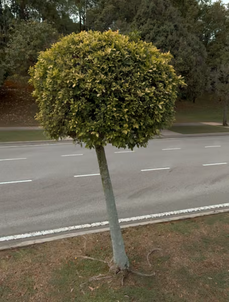 tree photo