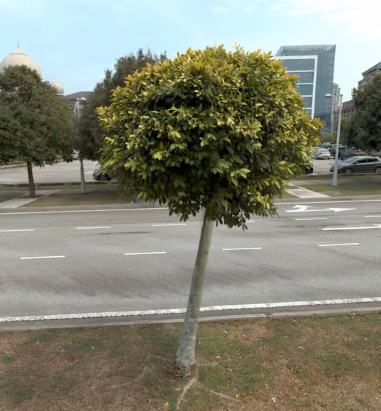 tree photo