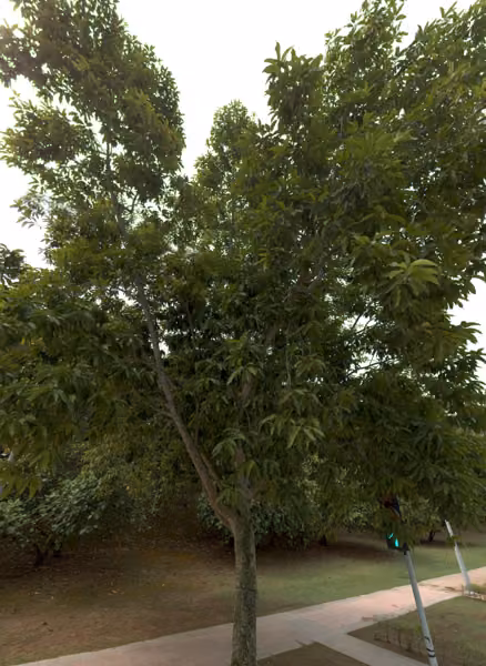 tree photo