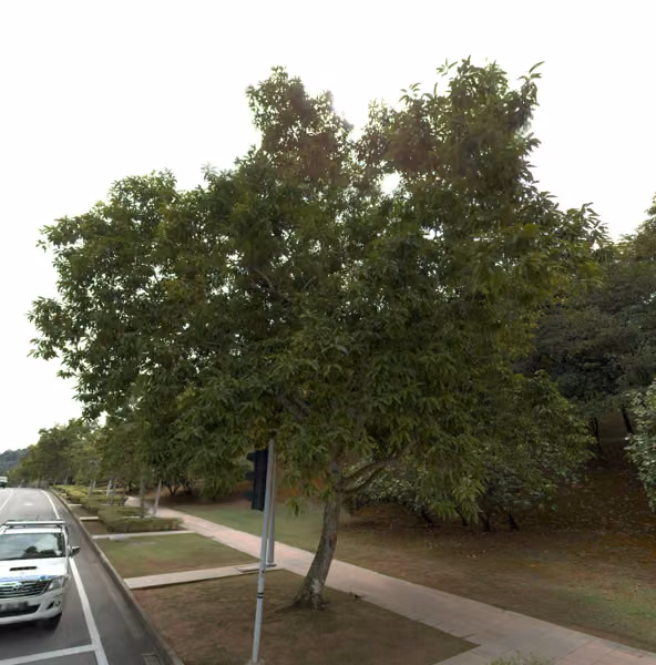 tree photo
