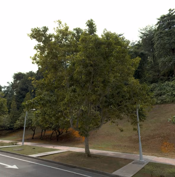 tree photo