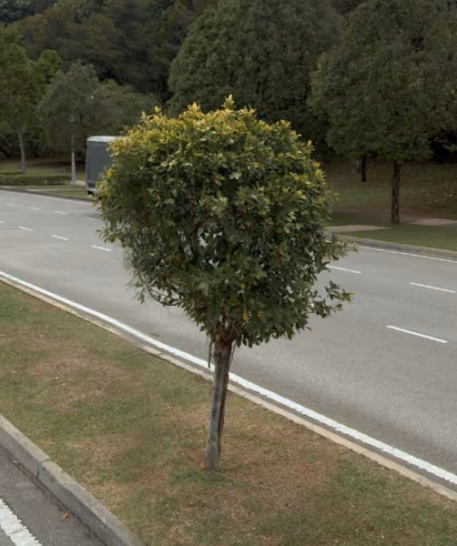 tree photo